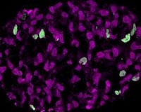 Scientists create human primordial cells in the lab