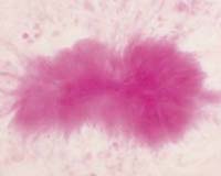 Artificial Prions Created
