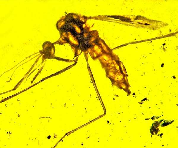 Ancient Mediterranean roots found for urban mosquito specialty