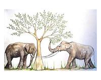 New finding helps understand feeding ecology of Pleistocene proboscideans