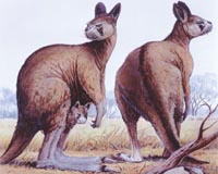 Prehistoric giant kangaroos killed by man, not climate, study says