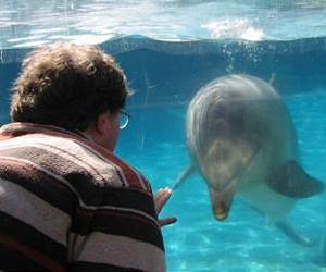 Do dolphins think nonlinearly?