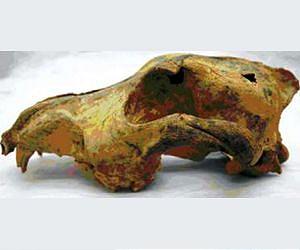 Dog skull dates back 33,000 years