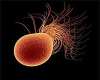 Murky ocean depths hide abundance of life