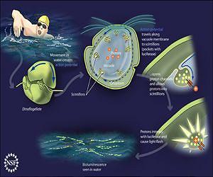 Suggested Explanation for Glowing Seas