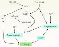 Chinese scientists' team efforts in dissecting rice complex agronomic traits in recent years