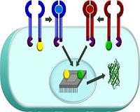 Building 'Smart' Cell-Based Therapies