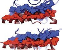 Supercomputers help solve puzzle-like bond for biofuels