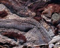 Fossils are informing the future of conservation