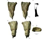 Paleontologists discover the first dinosaur fossil in Washington State