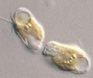 Baylor Study Finds Golden Algae Responsible for Killing Millions of Fish Less Toxic in Sunlight