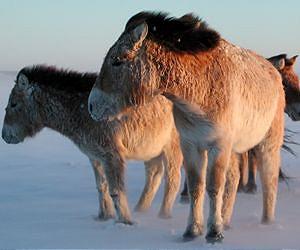 Przewalski's horses roaming China's plains again