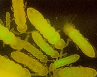 Could Microbes Solve Russia's Chemical Weapons Conundrum?