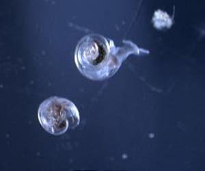 Ocean acidification affecting live marine creatures in the Southern Ocean