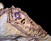 Unlocking secrets of how fossils form