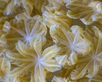 Israeli coral rescue plan needs chisel and deep blue sea