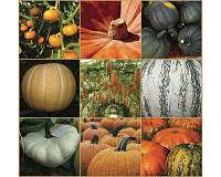 Pumpkin genomes sequenced, revealing uncommon evolutionary history