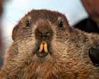 US groundhog Phil sees shadow, predicts more winter