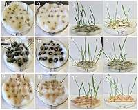 Wheat gets boost from purified nanotubes