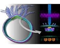 Scientists take first snapshots of a molecular propeller that runs at 100 degrees Celsius