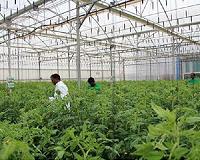 Qatar hails veggie trial success