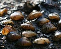 Durable foul-release coatings control invasive mussel attachment