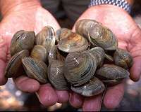 Longest-living animal gives up ocean climate secrets