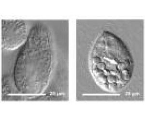 Biomagnification Of Nanomaterials In Simple Food Chain Demonstrated