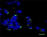 NIST studies why quantum dots suffer from 'fluorescence intermittency'