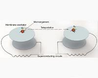 Physicists propose the first scheme to teleport the memory of an organism
