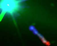Quasar Light Variability Linked To Black Hole Mass