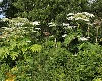 New tool to predict which plants will become invasive