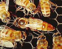 Study: U.S. honey bees in dramatic decline