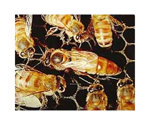 Artificial Bee Silk A Big Step Closer To Reality