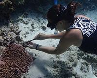 Some corals adjusting to rising ocean temperatures