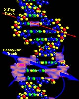 New Look At DNA Hints At Origin Of Ultraviolet Damage