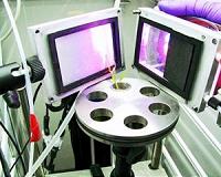 Move over Arabidopsis, there's a new model plant in town