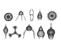 Fossilized marine plankton tell the tale of the end Permian mass extinction