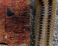 Spiny, armored slug reveals ancestry of molluscs