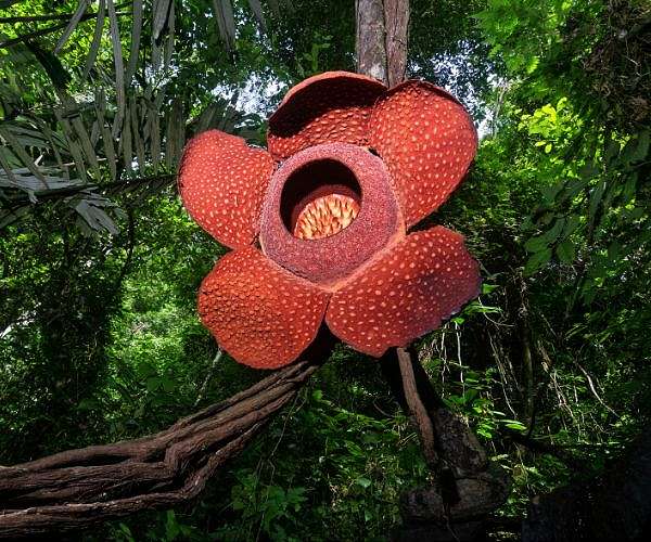AI talking trees feature at Chelsea Flower Show
