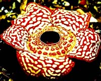 Largest Flower Evolved From Family Of Much Tinier Blooms