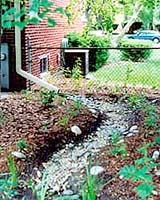 Rain Gardens Soak Up Urban Storm Water Pollution