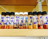 New chemical catalysts are less expensive, more sustainable