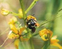 UN, EU call for global action to protect bees