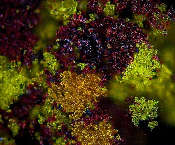 Selective separation could help alleviate critical metals shortage