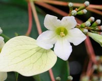 Study uses DNA sequences to look back in time at plant evolution