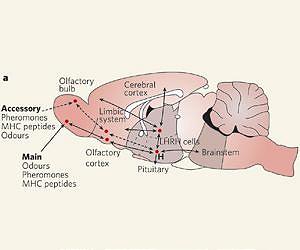 Mechanical tissue resuscitation technology shows promise