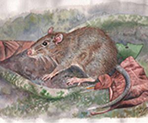New rat genus discovered in the birthplace of the theory of evolution