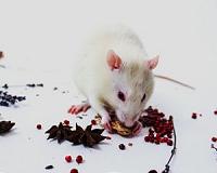 Rat brain offers insights to engineers designing self-navigating cars, robots