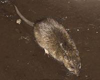 Rats dream about the future -- future food